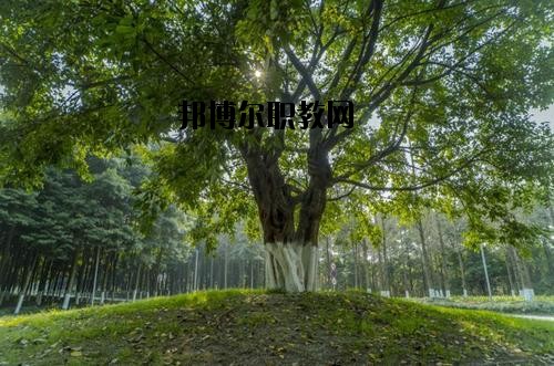 四川檔案學(xué)校2020年報(bào)名條件、招生要求、招生對(duì)象